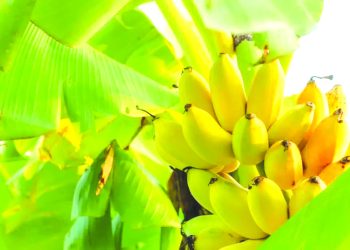 مخطّط عمل يوفّر 4700 هكتار لزراعة الموز