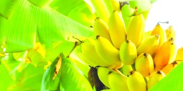 مخطّط عمل يوفّر 4700 هكتار لزراعة الموز