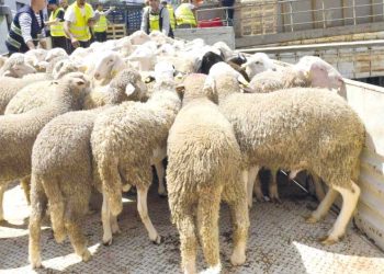 مستغانم.. آليات محكمة لضمان نجـاح استيراد الأضاحي