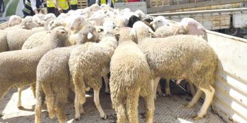 مستغانم.. آليات محكمة لضمان نجـاح استيراد الأضاحي