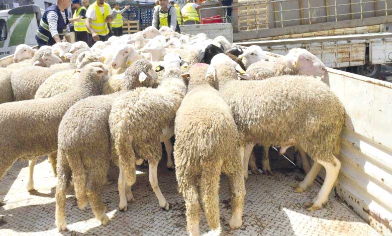 مستغانم.. آليات محكمة لضمان نجـاح استيراد الأضاحي