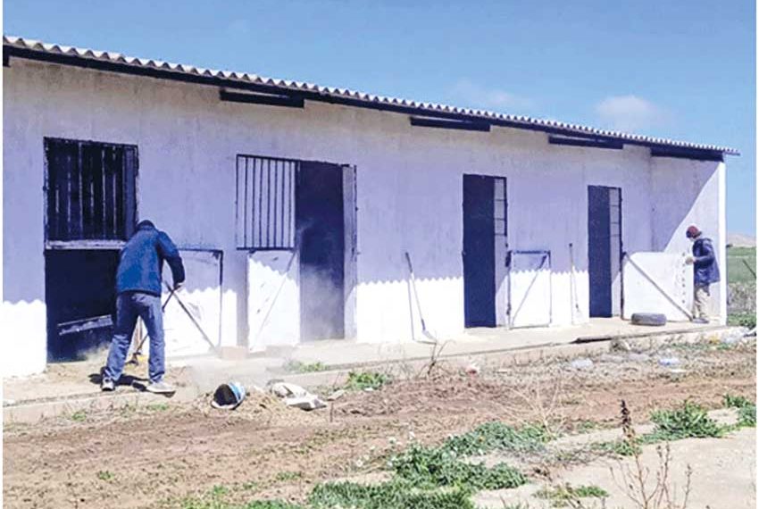 خنشلة.. تخصيص ستة أماكن لاستقبـال وبيع مــواشي العيــد