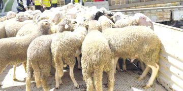 مستغانم.. آليـات لضمان وفـرة  الأضاحي واستقـرار أسعارها