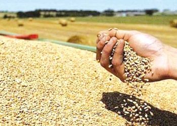 تبسـة.. إنتـاج الحبوب مرشّح لتجاوز مليون قنطار