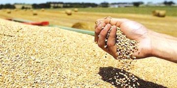 تبسـة.. إنتـاج الحبوب مرشّح لتجاوز مليون قنطار