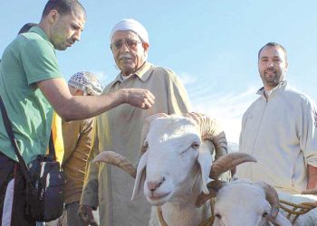 عيد الأضحى.. موسم متجدّد لإحياء القيم الجزائرية العليا