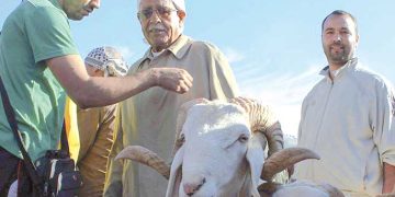 عيد الأضحى.. موسم متجدّد لإحياء القيم الجزائرية العليا