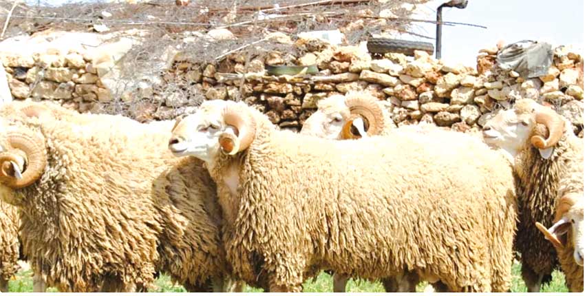 استيراد مليون رأس غنم.. المهمّـة كاملـة