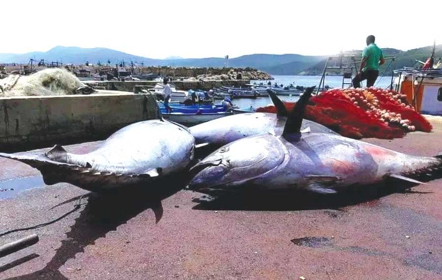 الجزائــر استرجعت حصّتهـا كاملــة مـن التونـة الحمــراء