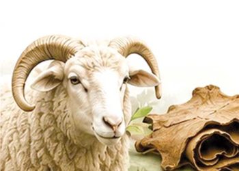 حملـــة تثمين جلــود الأضاحي حققـت أهدافهــا