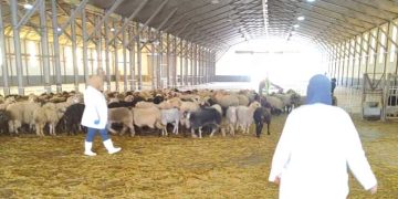 بومرداس.. نقاط بيع الكباش المحلية تتكاثر