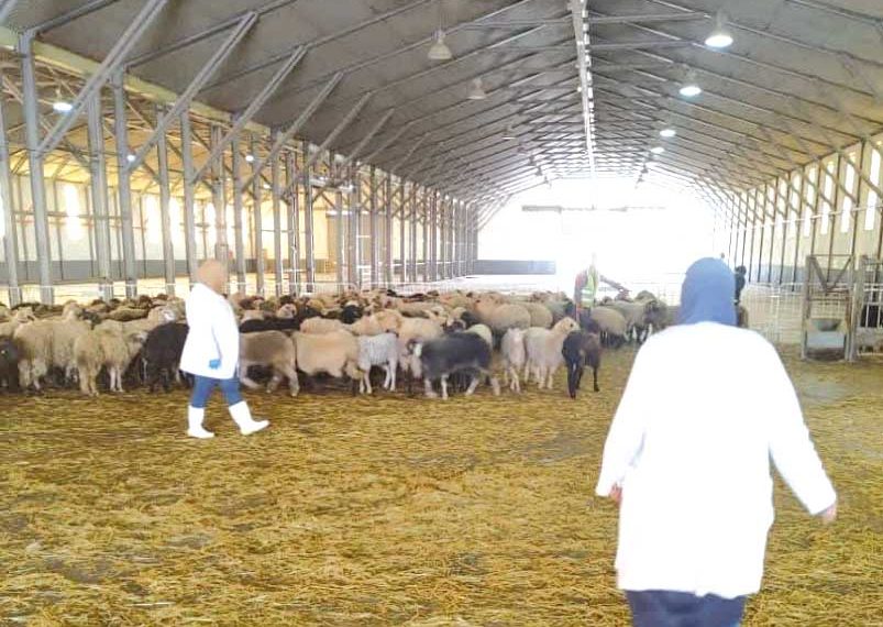 بومرداس.. نقاط بيع الكباش المحلية تتكاثر