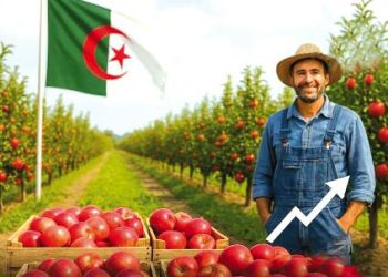هكذا تربّعت خنشلة على عرش إنتاج “التفاح”