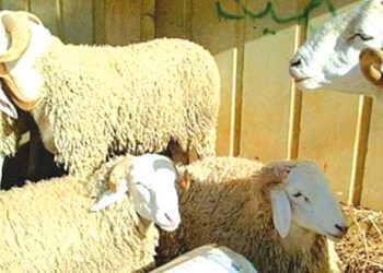 سكيكــدة.. حركيــة استثنائية قبيل الأضحــى