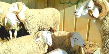 سكيكــدة.. حركيــة استثنائية قبيل الأضحــى