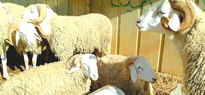 سكيكــدة.. حركيــة استثنائية قبيل الأضحــى