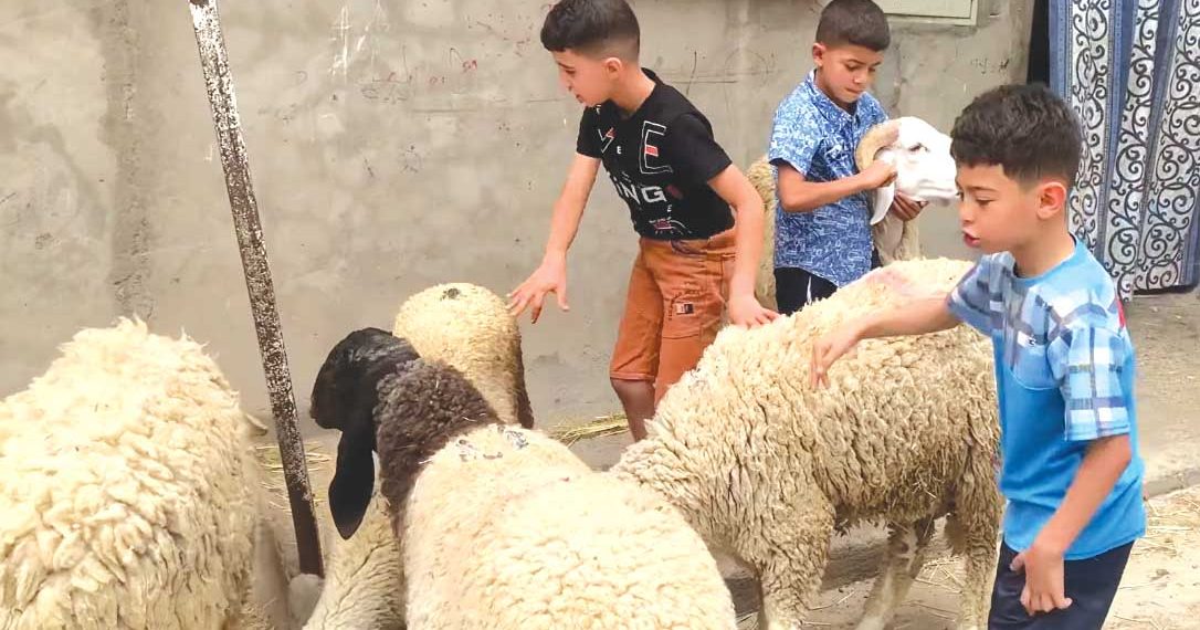 سطيف تـروي حكايـة الأضحى بلغــة الحنـين