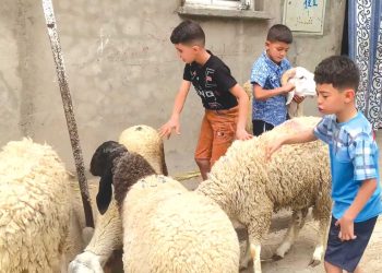 سطيف تـروي حكايـة الأضحى بلغــة الحنـين