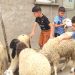 سطيف تـروي حكايـة الأضحى بلغــة الحنـين