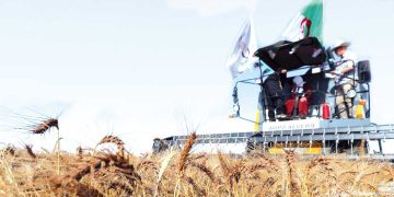 سواعد الفلاّحين تصنع معجزة الاكتفاء الذّاتي