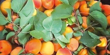 باتنة.. جني 223 ألف قنطار من فاكهة المشمس
