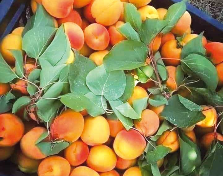 باتنة.. جني 223 ألف قنطار من فاكهة المشمس
