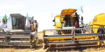 الطـارف.. توقّع إنتـاج أزيد مـن 328 ألـف قنطـار مـن الحبـوب
