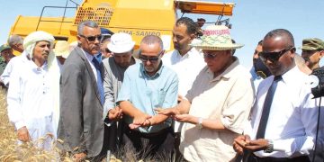 الأبيـض سيـدي الشيــخ..  قطـب فلاحي واعد ببلديـة أربـــاوات