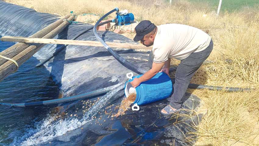 سطيف.. قفزة نوعية في تربية المائيات المدمجة مع الفلاحة