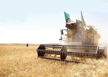 الفلاحة بتبسة..خطـــوات لتكريــس الأمــن الغذائـي