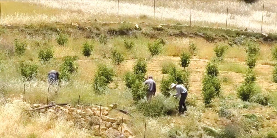 الفلاحـة الجبليـة بالبليــدة.. حيـاة تتجـــدّد وتنميـة تتأكّـد