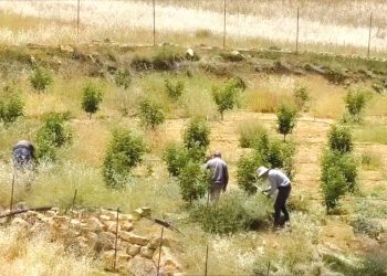الفلاحـة الجبليـة بالبليــدة.. حيـاة تتجـــدّد وتنميـة تتأكّـد