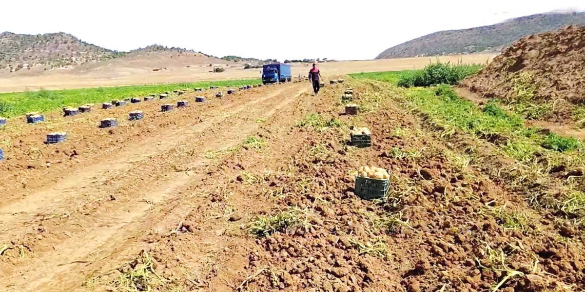 تبسة تستقبــل الغيـث بجهـــود المخلصــين